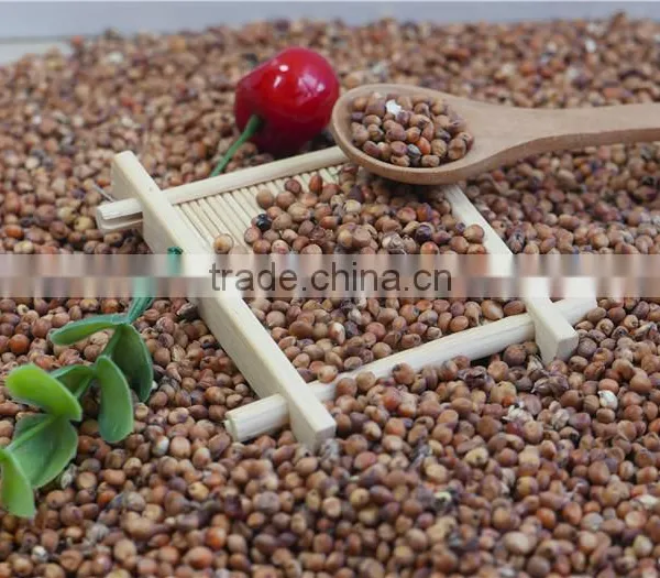 2016 Non-GMO Organic Glutinous Red Sorghum Sticky Sorghum photo-4