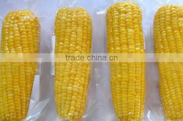 Twin Sweet Corn Cob In Vacuum Packing photo-5