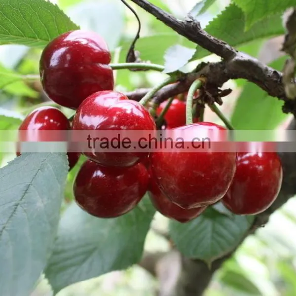 Top Quality Cherry Seeds For Planting photo-3