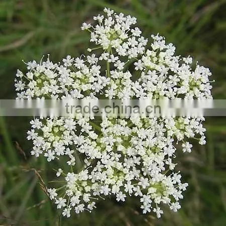 98% Osthole Cnidium Monnieri Extract Powder photo-2
