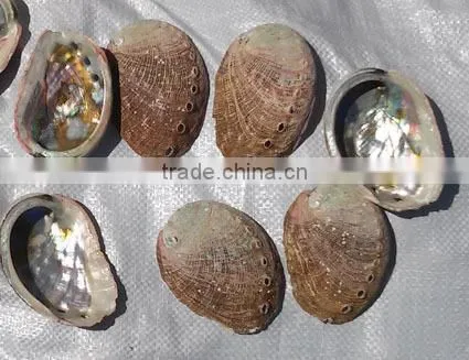 Abalone Shell