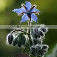 Borage Oil photo-2