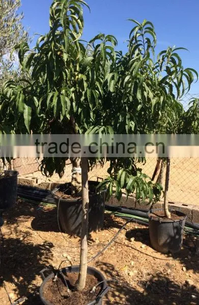 Fruit trees