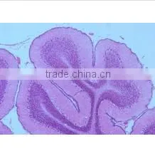 Animal Histology Teaching Slides,Animal Histology Slides,Mammal Histology Slides photo-6