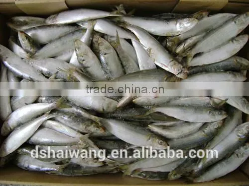 Frozen Sardine for Market photo-2