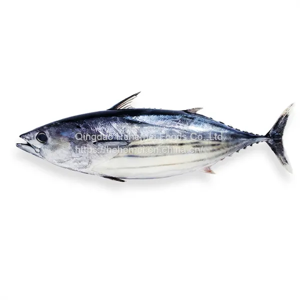 BQF Frozen Iqf Fresh Bonito Tuna Fish Purse Light Original Bulk Piece Packaging Package Seafrozen Yellowfin Tuna Whole Round