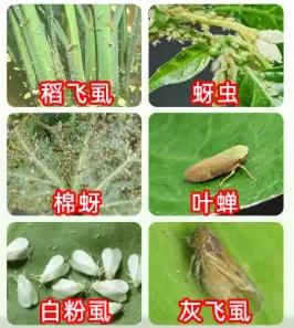 Agricultural Chemicals Insecticide Nitenpyram 60% + Pymetrozine 20% WDG photo-5