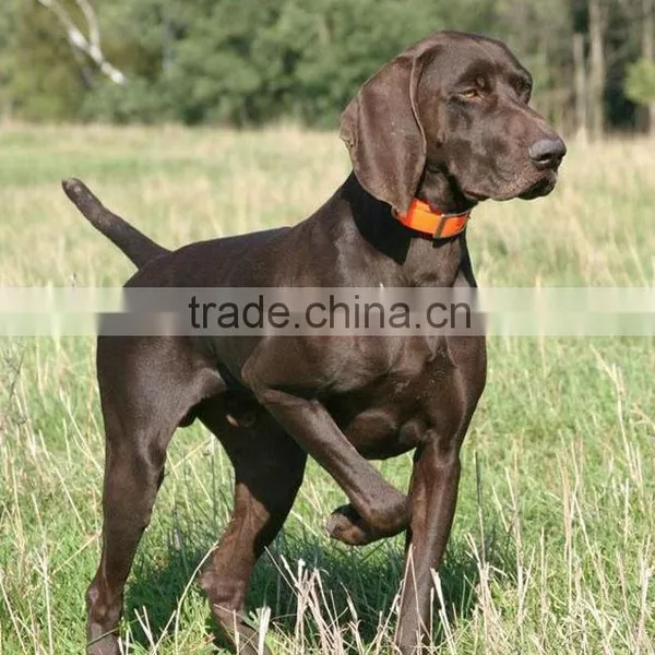 Colorful Hunting Dog Collar in Hunting Season photo-3