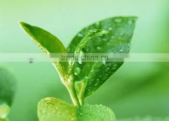 Green Tea Powder Instant Tea Powder