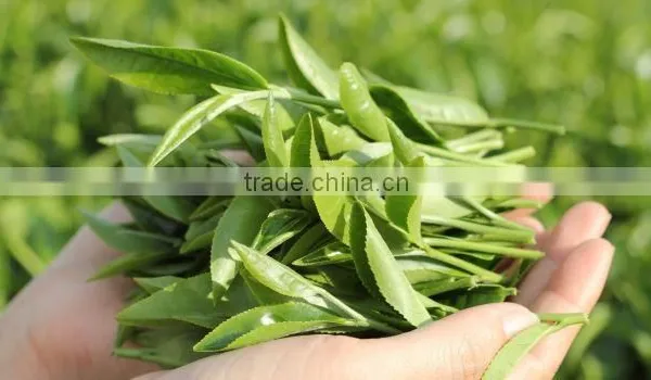 High Quality From Teaparis Vietnam Green Tea Super Pekoe photo-6