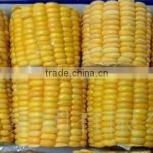 led corn cob