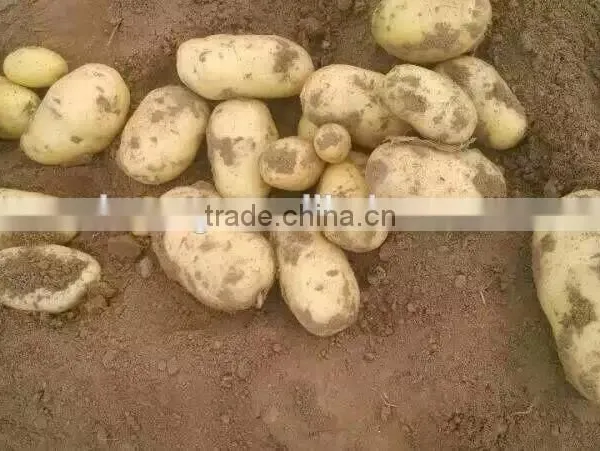 Holland Potato to Dubai Market for Sale photo-6