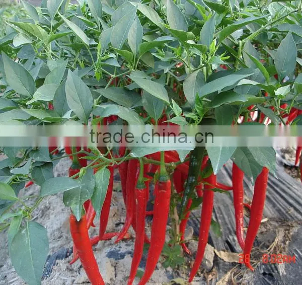 Hot Sale Hybrid High Yield Chili Pepper Seeds-Xian Yan No.9 photo-3