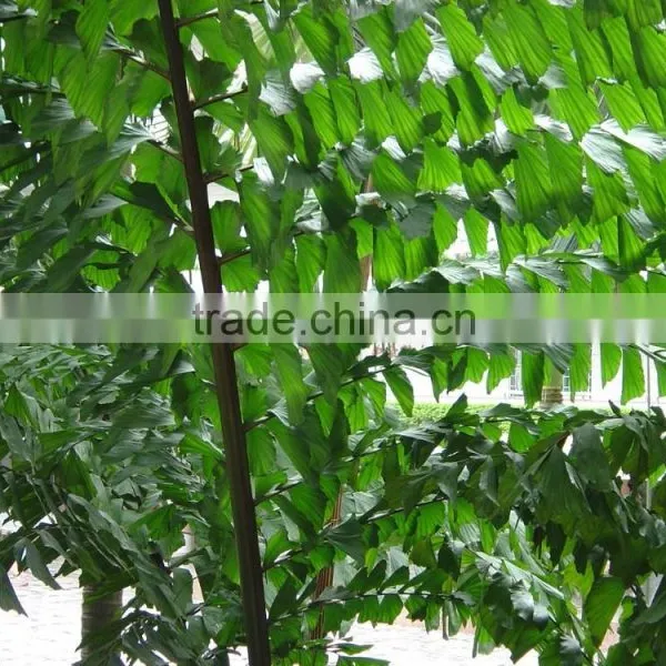 Wholesale Outdoor Decrotive Landscaping Ornamental Palm Caryota Urens L photo-4