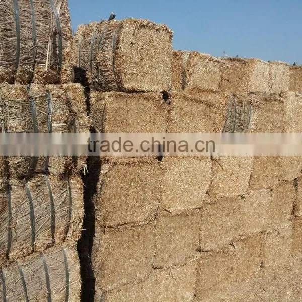 Wheat Straw photo-3