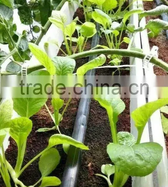Hydroponic Gully for Large Crops photo-5