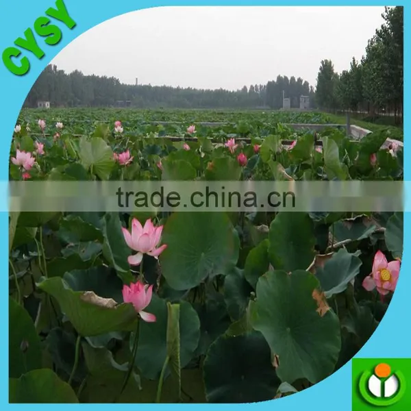 Third Party Approved Malaysia Pond Liner Hdpe Impermeable Membrane photo-2