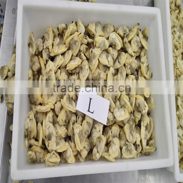 Frozen Variegated Clam Cheap Pirce For Sale photo-3