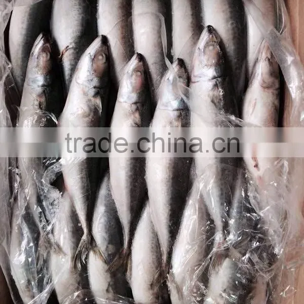 AAA QAULITY Frozen PACIFIC Mackerel photo-6