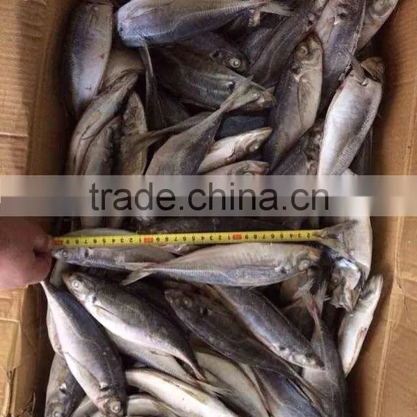 HORSE MACKEREL TARCHURUS JAPONICUS 20CM+ photo-5