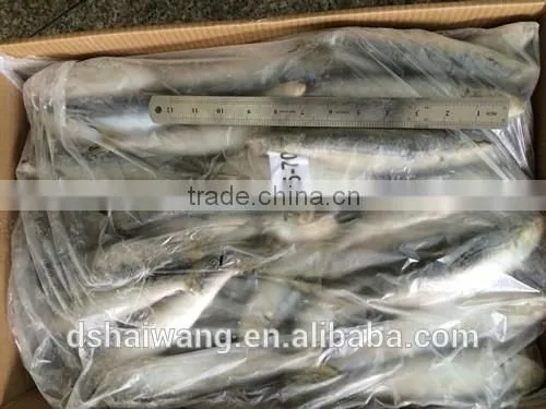 New Caught Frozen Sardine With Size 90 Pcs / 10kg photo-2