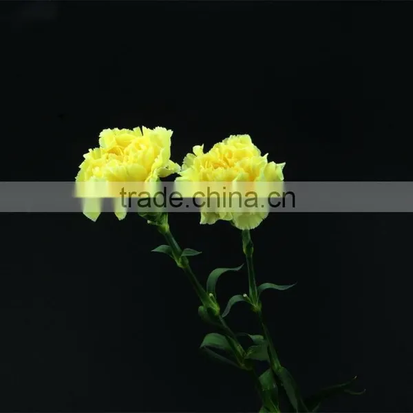 Color Liberty Best Selling Yellow Carnation Flowers photo-4
