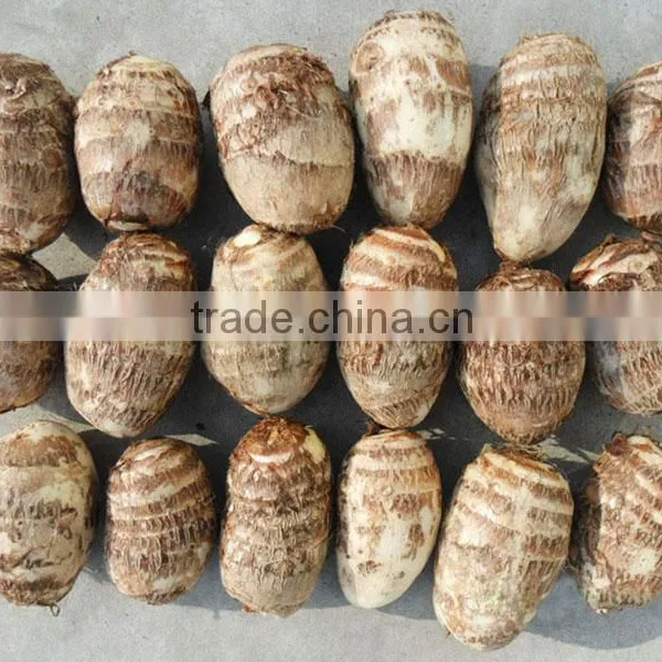 Fresh Taro Supplier