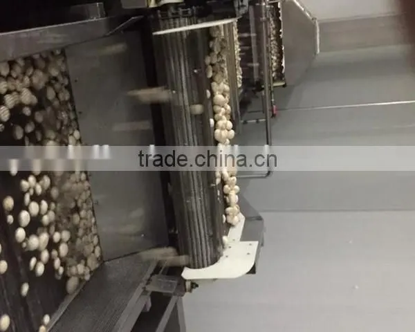 IQF Frozen Button Mushroom photo-3