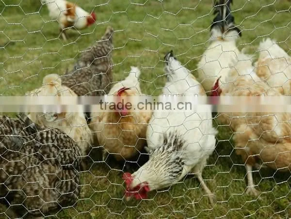 Chicks Netting, Hexagonal Mesh Fence, Galvanized or Pvc Coated Mesh, Twisted Mesh photo-3
