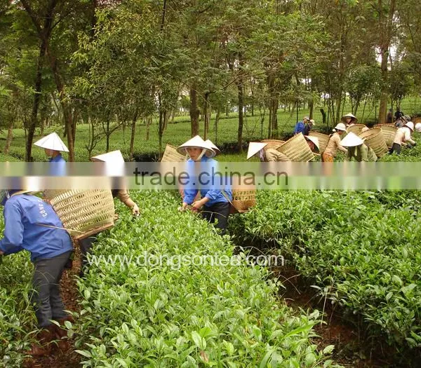 Vietnam High Grade Black Tea photo-6