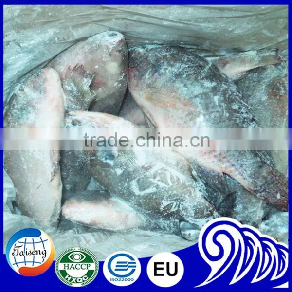 Frozen Tilapia Wholesale Price Fish for Canning photo-5