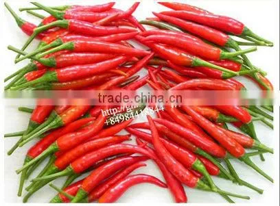 HOT PEPPER, CHILLI +84963818434 Whatsapp photo-3