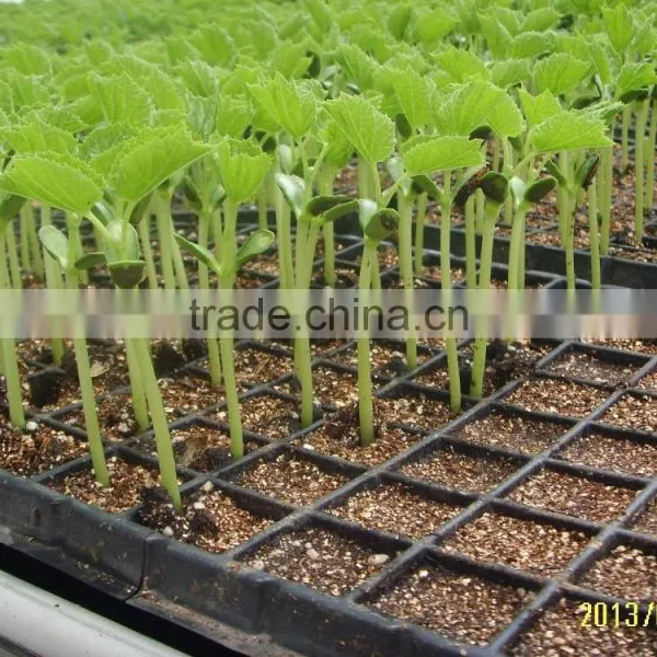 Polystyrene (PS) Plastic Seed Plug Tray With 32 to 512 Cell photo-2