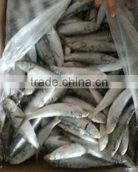 A Grade Bait Sardine Seafrozen photo-2