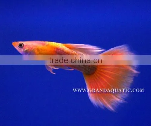 Guppy Fish / Ornamental Fish Exporter photo-2