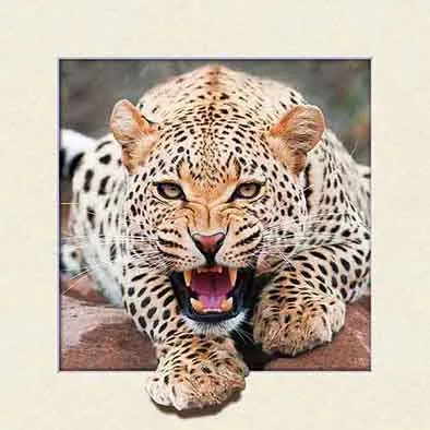 High Quality 3d Art Picture With Pet Lenticular 40x40 With Moving photo-4