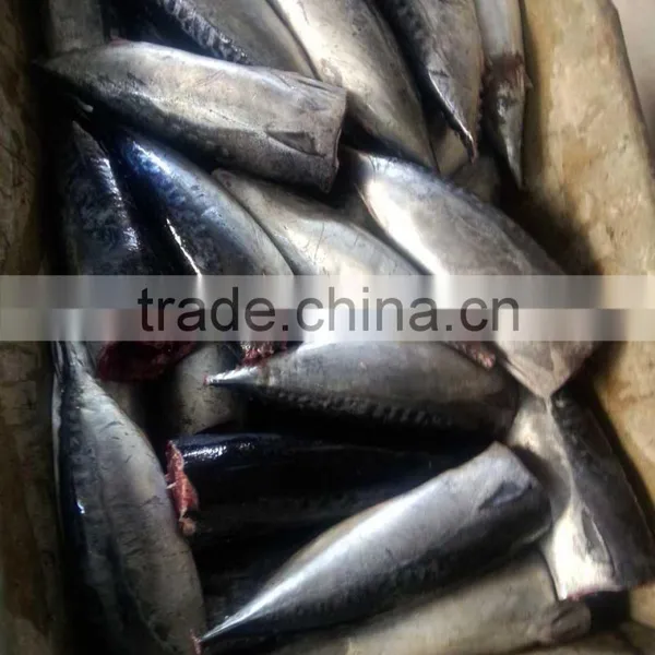 Frozen HGT Tuna Bonito Fish AUXIS THAZARD photo-2