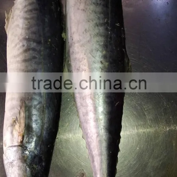 Frozen Spanish Mackerel