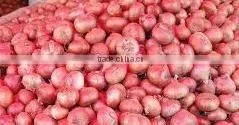 Fresh Onion