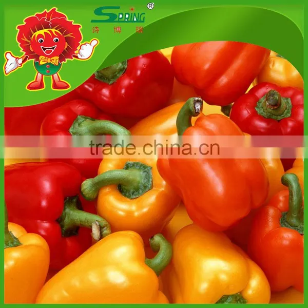 High Quality Yellow Bell Pepper Colorful Pepper on Sale photo-4