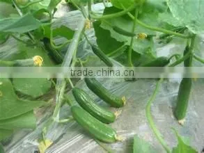 Hot Sale Hybrid Cucumber Seeds Fruit Cucumber Seeds for Growing-Bei Jin No.5 photo-2