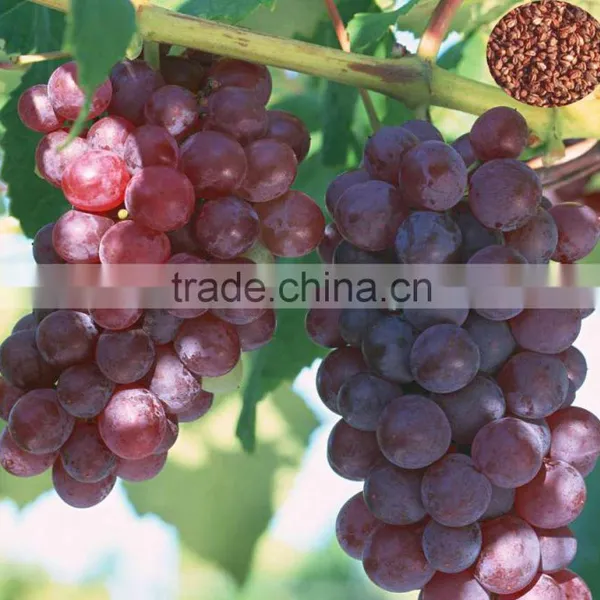 2016 High Germination Rate Big Delicious Grape Seeds for Sale photo-2