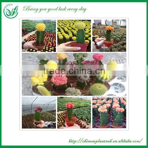 Hidewintera Aureispina F.cristata Cactus Plants photo-3