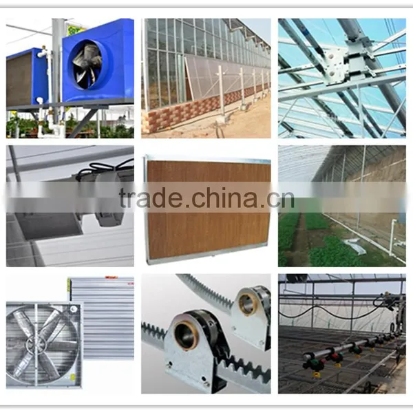 Cheap Multi-span Plastic Greenhouse for Fruits photo-6