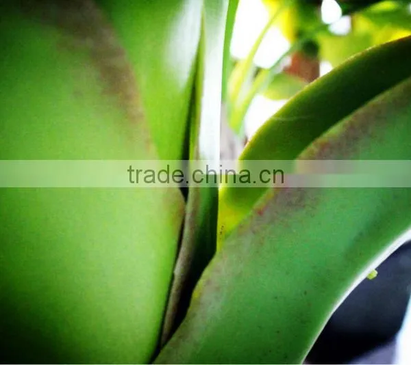 Y8463-7-1LS ( 2014 Hot Sale Factory Direct Extra Large Banana Trees for Hotel Decoration ) photo-4