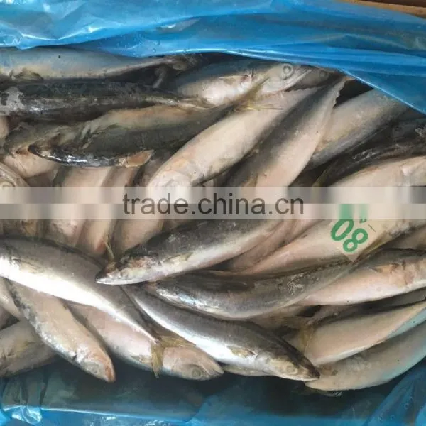 New 10/12 Pcs 80g Fresh Land Frozen Pacific Mackerel photo-2