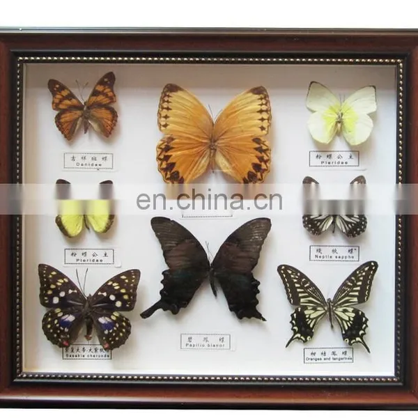 Dried Real Frame Real Butterfly