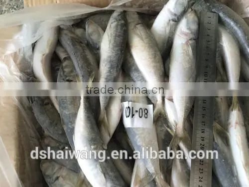 Frozen Horse Mackerel for Sale