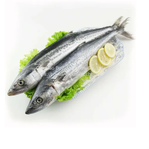 Spanish Mackerel