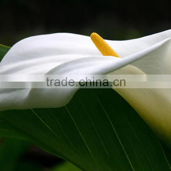 New Stylish Calla Lily Flower for Decor photo-3